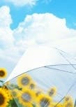 君の知らない夏の果て