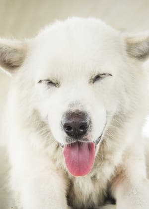 シロ