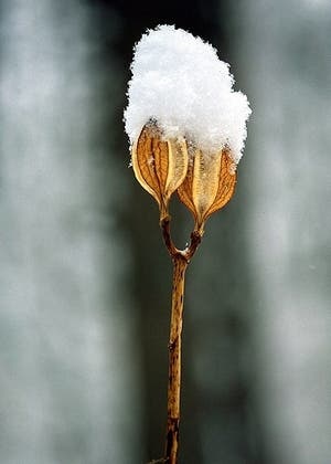 深雪