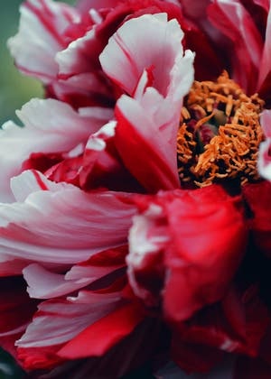 皇太子宮に雪が降る