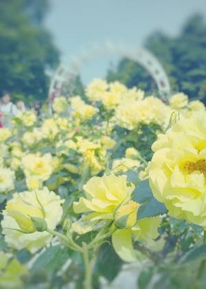 期間限定延長中
