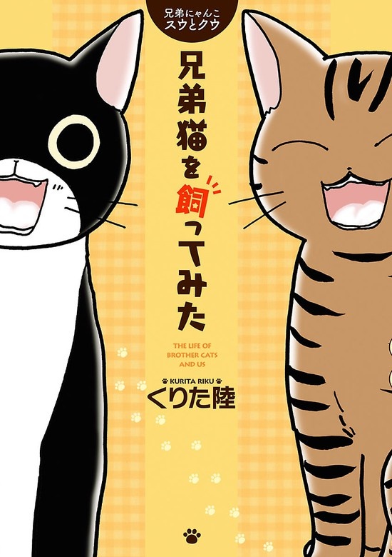 兄弟にゃんこ スウとクウ 兄弟猫を飼ってみた