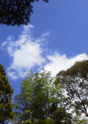 在りし日を懐《おも》う