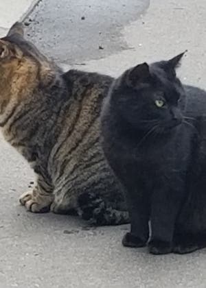猫の日常。