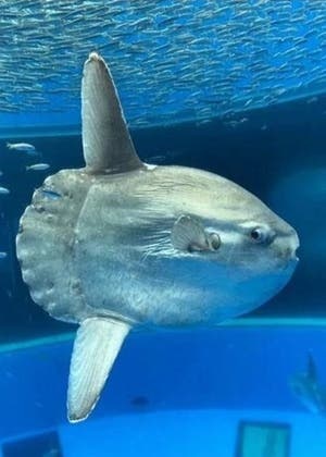 マンボウの気持ち