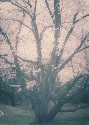 ひとよのゆめ