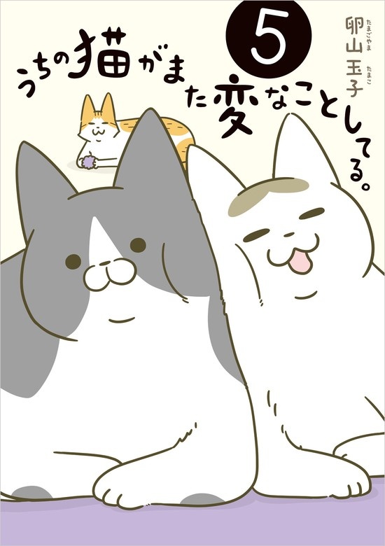 うちの猫がまた変なことしてる。