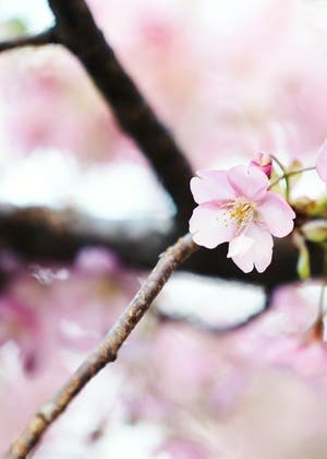 桜と欲深