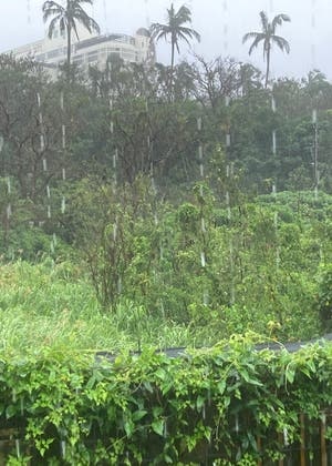 雨よフレフレお花見プロジェクト