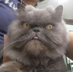 병원의 고양이.jpg