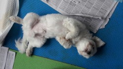 우리 집 강아지.jpg